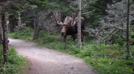 Giant moose surprises hikers on Canadian forest trail