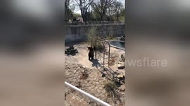 Lively brown bear dances against monkey bars in Chinese zoo
