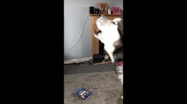 Husky howling at ambulance siren