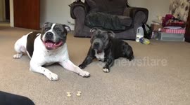 Dog can't wait for owner to give him treat so does a trick on his own