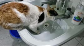Cat drinks water from the sink