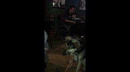 Dog excited for birthday bacon