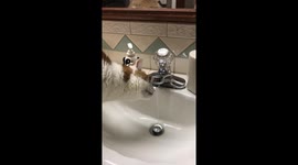 Cute cat drinks from sink