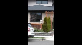 Huge dog howls to let neighbors know the train is here