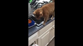 Cat loves corn so much he can’t even wait for it to be cooked!