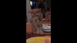 Cat goes crazy for corn