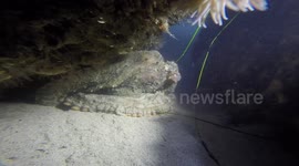 Octopus and Nudibranchs in the tidepools