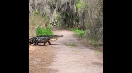 Alligator walking across the trail