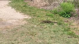 Baby gator crossing