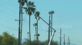 Jobs from hell: cutting trees along a busy Arizona highway