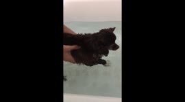 CUTEST DOGGY EVERRRRRRR!!!!