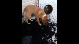 Dog fails at gardening.
