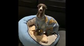 Naughty puppy makes a huge mess at home while his owners are out