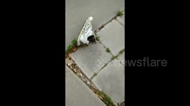 Absolute creepy-crawlie! Tarantula climbs out of woman's shoe then stalks off