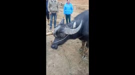 The buffalo has three strange horns in Vietnam