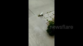 Newsflare Edit - Tarantula in my shoe!Absolute creepy-crawlie! Tarantula climbs out of woman's shoe then stalks off