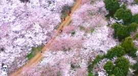 Incredible drone footage shows blooming cherry trees in China's Guizhou