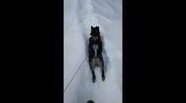 New mission impossible star? Funny dog crawls through snow.