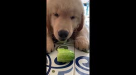Puppy Enjoys Eating Cucumber