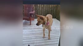 Newsflare Edit - Dog fails at gardening.