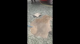 Raw sewage erupts onto homeowner's driveway as unblocking man-hole goes terribly wrong