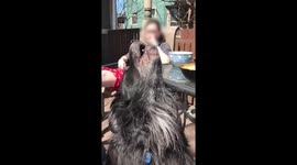 Cute dog howling