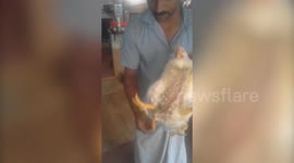A broiler with four legs spellbind the people of Kerala