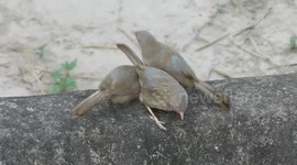 this funny bizarre bird are spend there quality time together