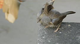 two beautiful romantic bird spend there quality time with each other