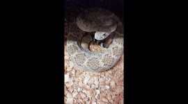 Rattlesnake warning sound!