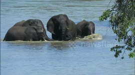 Dramatic moment herd of elephants rescue drowning calf