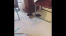 Teddy’s idea of helping with the housework