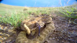 Prairie Rattlesnake up close and personal