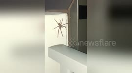 Aussie woman remains remarkably calm as giant huntsman spider invades rooftop