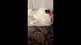 Egg the Cat Loves Getting Brushed!