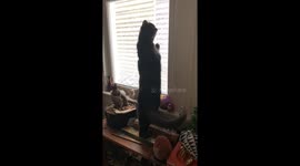 Cute Cat Wants To Catch Snowflakes