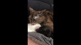 Kitty Bath Time!
