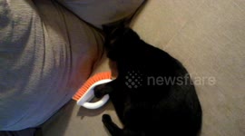 Homeless cat gets grumpy for taking the brush away from it