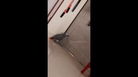 Watch- Tech-savvy parrot named Sniper shoots orders at digital assistant Alexa