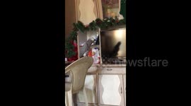 Bossy parrot orders Alexa assistant to play him music