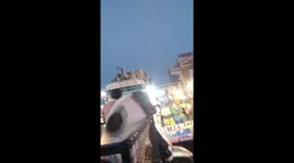 Chubby Pig Rides On Motorcycle