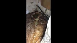 Utterly rank! Sewage engineer finds overflowing toilet in Manchester property