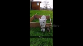 Lamb showing off amazingly adorable training montage