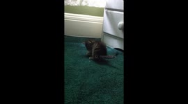 Adorable grey kitten playing