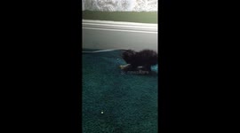 Grey kitty playing