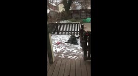 Cute dog loves rolling in the snow