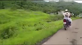 Brave dog rides pillion in western India