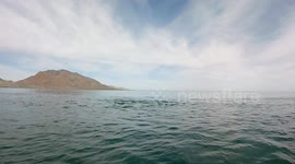 Albino gray whale from Baja, Mexico - Marine Biologist Manuel Gonzalez