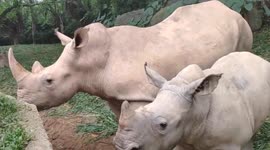 The son of China’s first white rhinoceros meet tourists in Guangdong