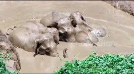 Entire herd of elephants rescued after jumping into farm pond to save lost calf